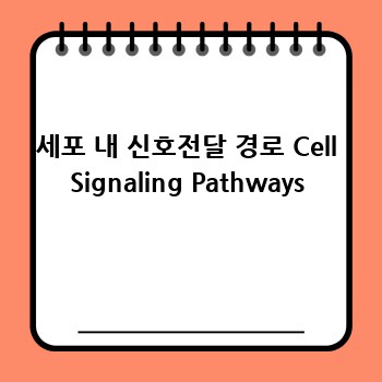 세포 내 신호전달 경로 Cell Signaling Pathways